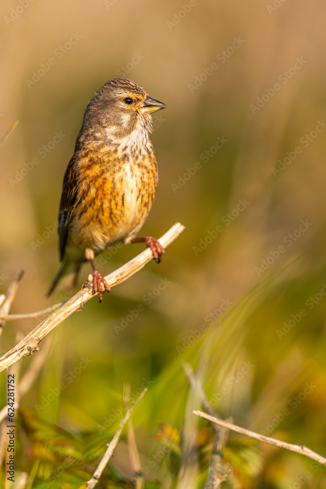 Linotte mélodieuse (Linaria cannabina, Common Linnet) Linotte mélodieuse (Linaria cannabina, Common Linnet)