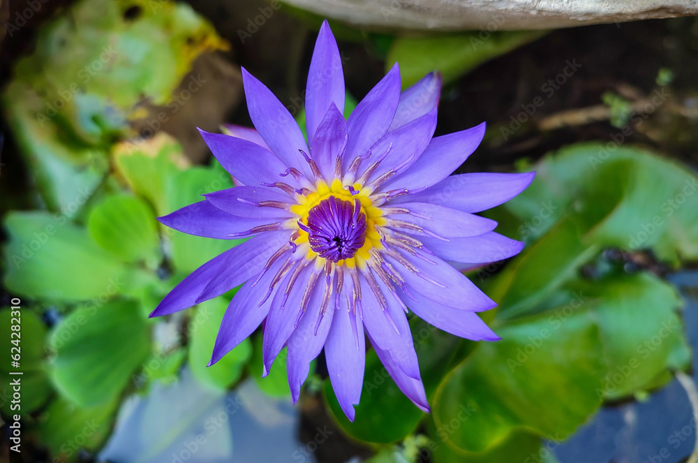 Blue lotus flower (Nymphaea caerulea) is a psychoactive plant, also