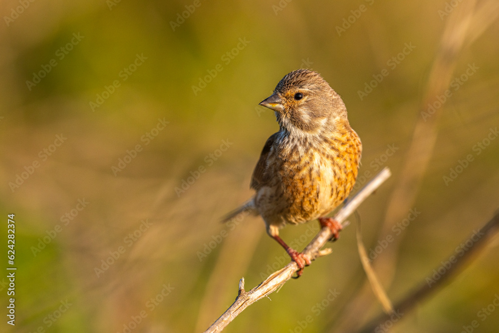 Linotte mélodieuse (Linaria cannabina, Common Linnet) Linotte mélodieuse (Linaria cannabina, Common Linnet)