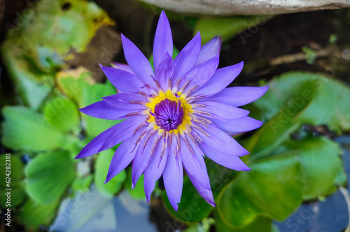 Blue lotus flower (Nymphaea caerulea) is a psychoactive plant, also known as blue Egyptian lotus, blue water lily, and sacred blue lily