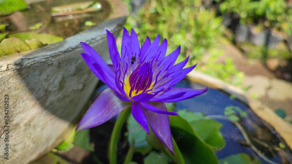 Blue lotus flower (Nymphaea caerulea) is a psychoactive plant, also