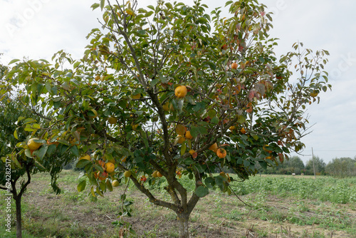 Persimmon tree with ripe fruits in the tuscan countryside . Tuscany, Italy