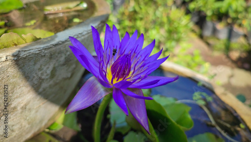 Blue lotus flower (Nymphaea caerulea) is a psychoactive plant, also known as blue Egyptian lotus, blue water lily, and sacred blue lily. 