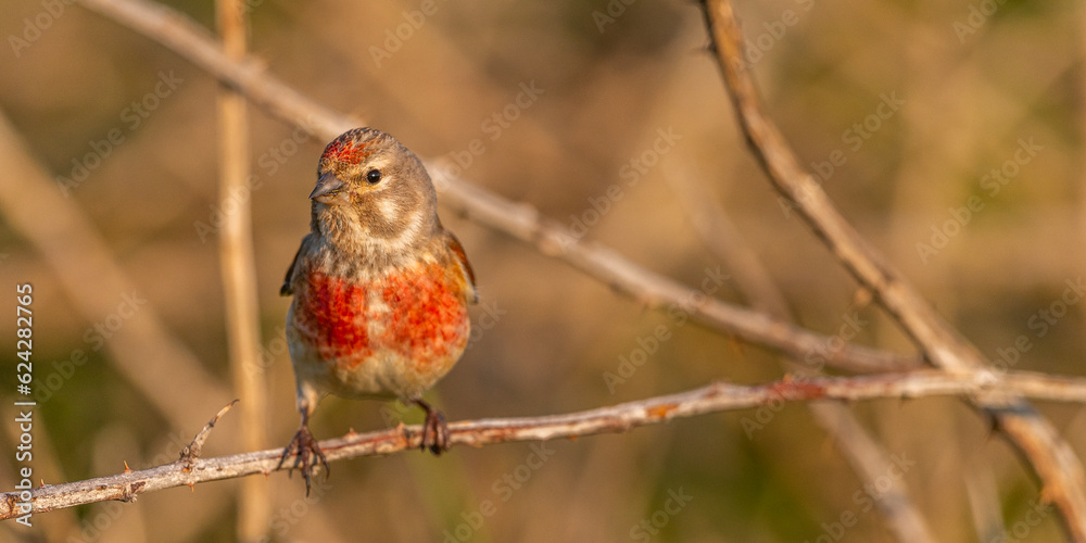 Linotte mélodieuse (Linaria cannabina, Common Linnet) Linotte mélodieuse (Linaria cannabina, Common Linnet)
