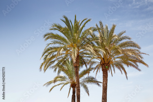 palm trees in spain