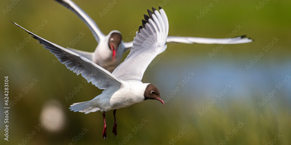 Obraz premium Mouette rieuse (Chroicocephalus ridibundus - Black-headed Gull)