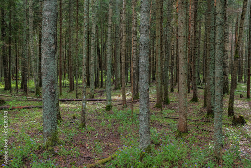 Forest landscape with many bare trunks of fir trees and forest floor covered with dried needles.