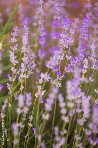 Violet purple lavender field close-up. Flowers in pastel colors at blur background