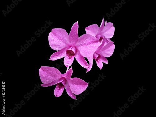 anggrek, background, beautiful, beauty, black, bloom, blooming, blossom, botanical, botany, bouquet, bright, bunch, close up, closeup, color, colourful, colours, decoration, dendrobium, dendrobium big