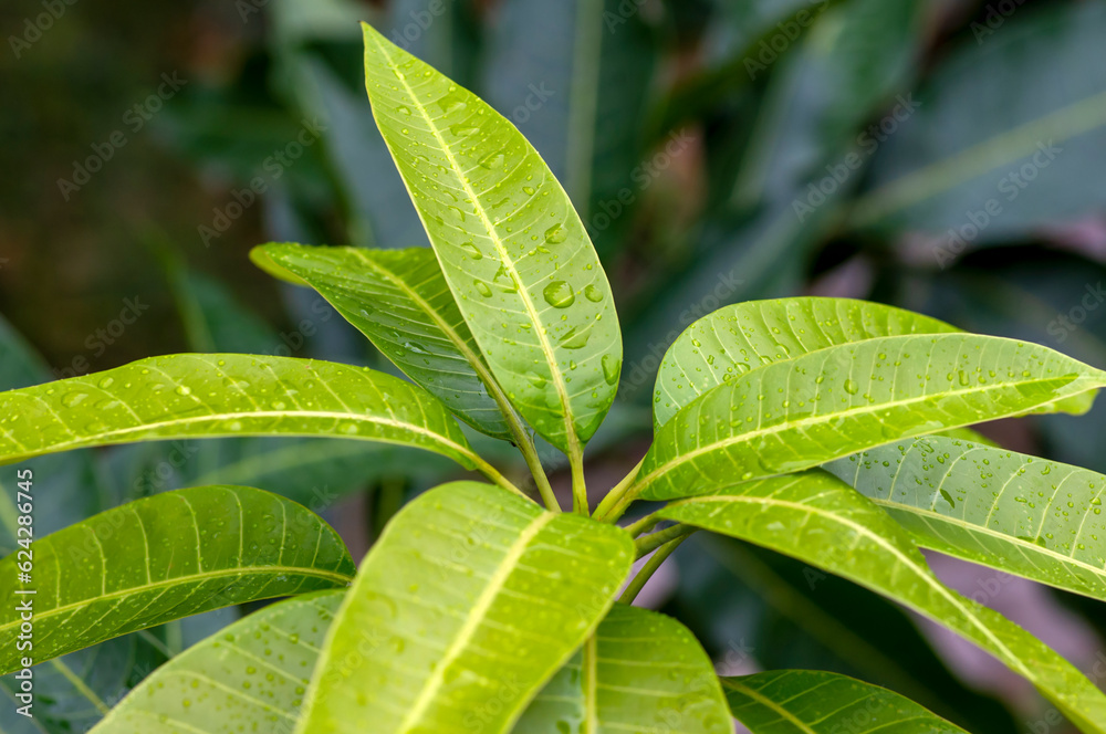 Green mango (Mangifera indica L.) young leaves in shallow focus Green mango (Mangifera indica L.) young leaves in shallow focus