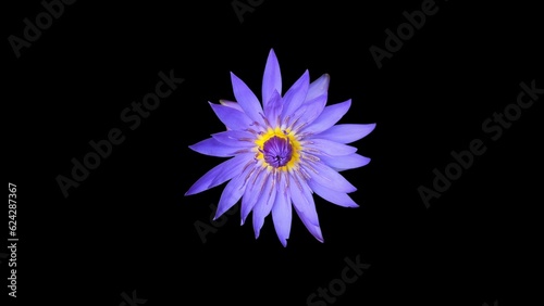 Beautiful blue lotus flower (Nymphaea caerulea) that known as blue Egyptian lotus or blue water lily or sacred blue lily with black background. Isolated on black
