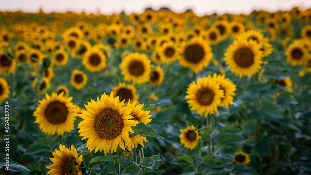 Summer sunflowers Summer sunflowers