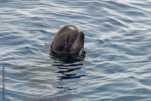 Pilot whale (Globicephala melas) sticking his head out of the water