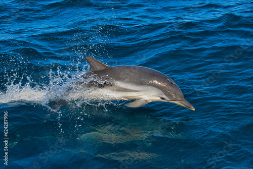 Striped dolphin (Stenella coreuloalba) sticking its body out of the water while moves in the surface