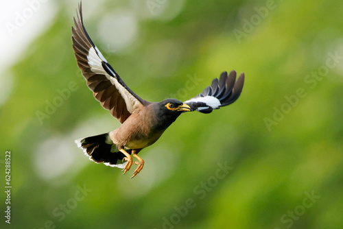 Common myna flying with green background