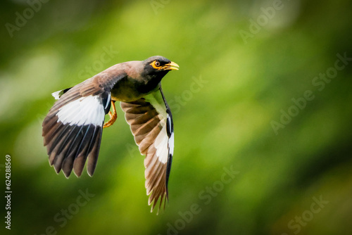Common myna flying with green background photo