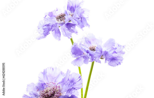 Violet wildflower isolated on white background