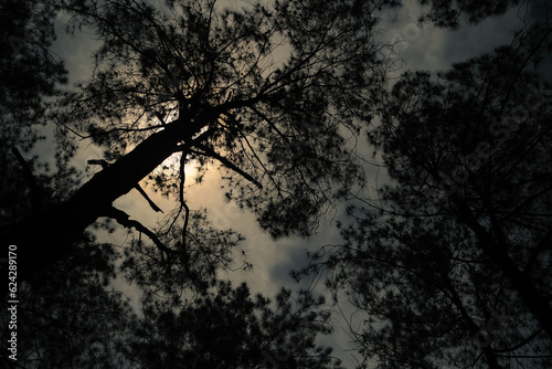 Silhouette, bottom view branches of pine tree. Atmospheric landscape, nature, climate and seasons
