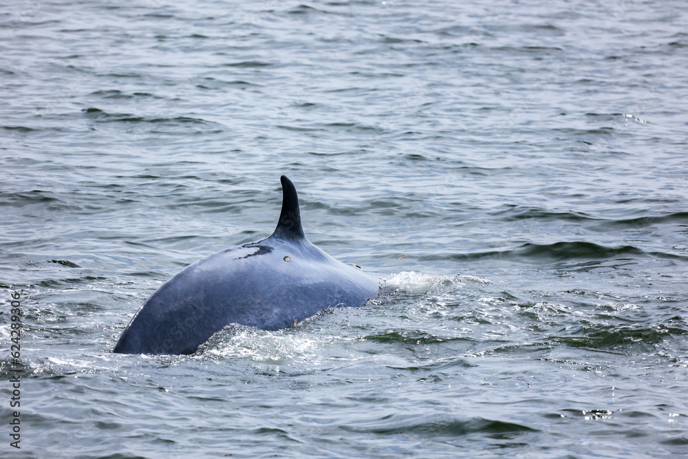 Naklejka premium Bryde's whales surfacing showing fin, Balaenoptera edeni is baleen whale species.