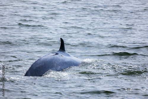 Bryde s whales surfacing showing fin  Balaenoptera edeni is baleen whale species.