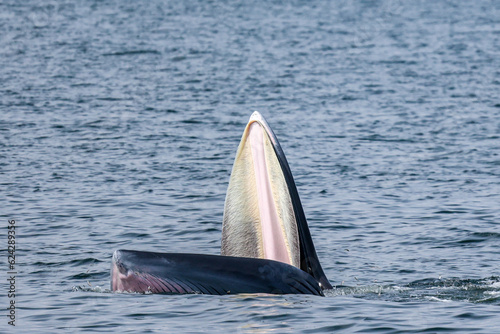 Close up to Bryde's whale mouth , Balaenoptera edeni, showing whale's baleen, trap feeding small fish with many seagulls in sunny day, whale watching in Gulf of Thailand.