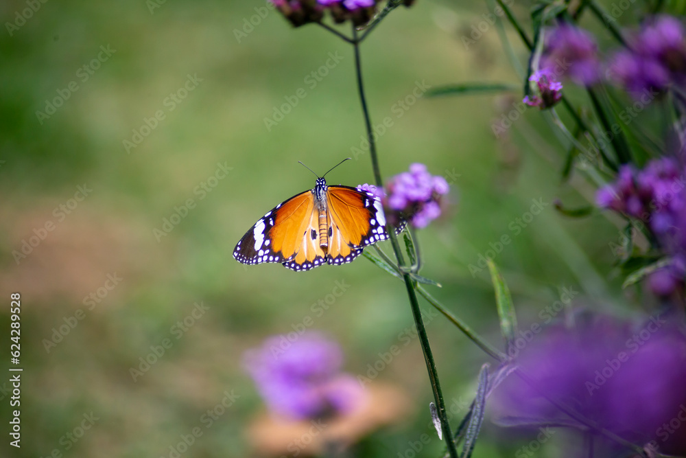 Close up photo of butterfly and blurred background. Close up photo of butterfly and blurred background.