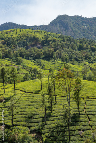 Tea plantations in Munnar  Kerala  India. Beautiful tea plantations landscape