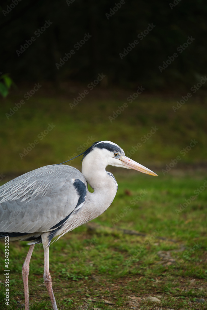 Grey Heron, Ardea cinerea, at Umekoji park in Kyoto, Japan. Grey Heron, Ardea cinerea, at Umekoji park in Kyoto, Japan.