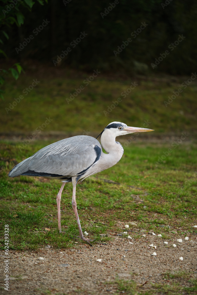 Grey Heron, Ardea cinerea, at Umekoji park in Kyoto, Japan. Grey Heron, Ardea cinerea, at Umekoji park in Kyoto, Japan.