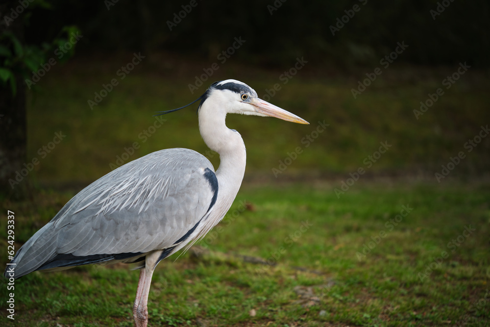 Grey Heron, Ardea cinerea, at Umekoji park in Kyoto, Japan. Grey Heron, Ardea cinerea, at Umekoji park in Kyoto, Japan.