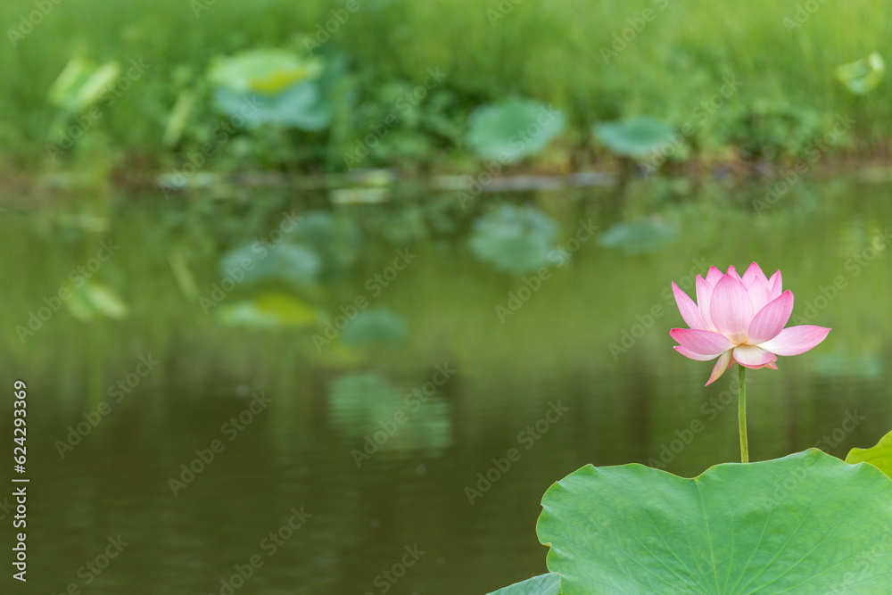 Pink Lotus Flower or Water Lily Floating on Water in Pond Pink Lotus Flower or Water Lily Floating on Water in Pond