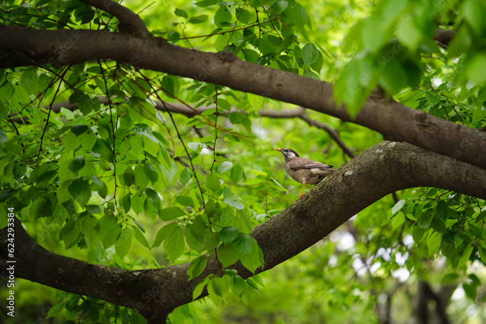 White-cheeked starling on a tree in Umekoji Park in Kyoto, Japan.
