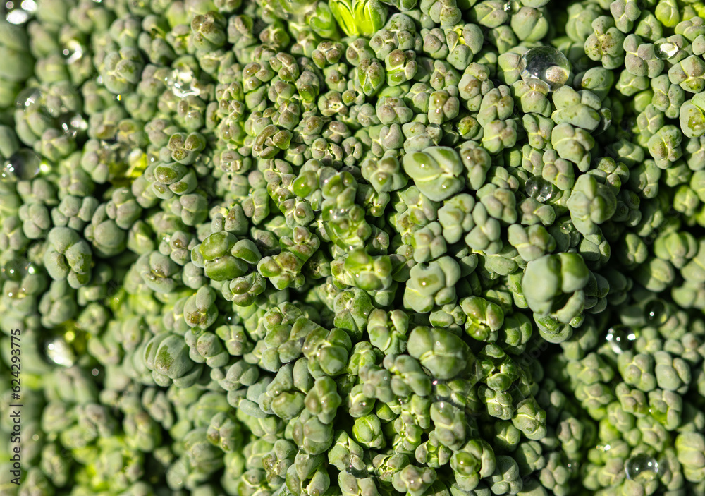 fresh broccoli with raindrops as background. fresh broccoli with raindrops as background.