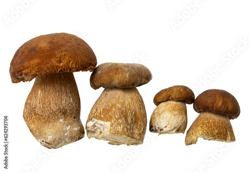 porcini large mushrooms on a white background.