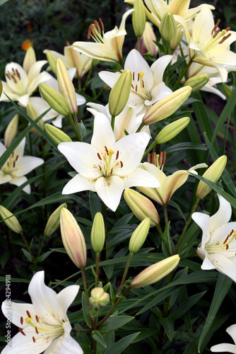 photo of lily buds and blossoms blooming in a large bouquet outdoors