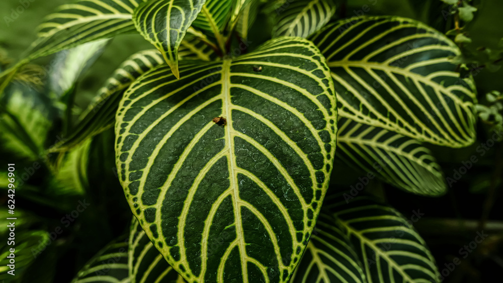 picture of leaves from a plant called Aphelandra squarrosa Nees, from the genus of Acanthaceae, or also known as Zebra Plant picture of leaves from a plant called Aphelandra squarrosa Nees, from the genus of Acanthaceae, or also known as Zebra Plant