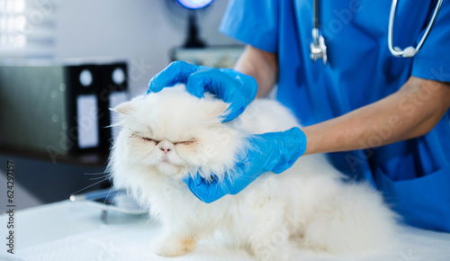 Veterinary for treating sick cats, Maintain animal health Concept, animal hospital