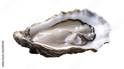 Oyster  in transparent white background