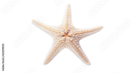 Starfish in transparent white background