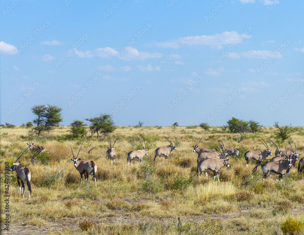Oryxs gemsbok antelope (Oryx gazella) and Landscape in a Etosha National Park near a waterhole Gemsbokvlakte in Namibia Africa Oryxs gemsbok antelope (Oryx gazella) and Landscape in a Etosha National Park near a waterhole Gemsbokvlakte in Namibia Africa