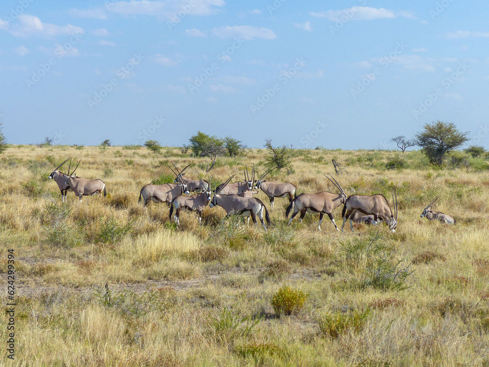 Oryxs gemsbok antelope (Oryx gazella) and Landscape in a Etosha National Park near a waterhole Gemsbokvlakte in Namibia Africa