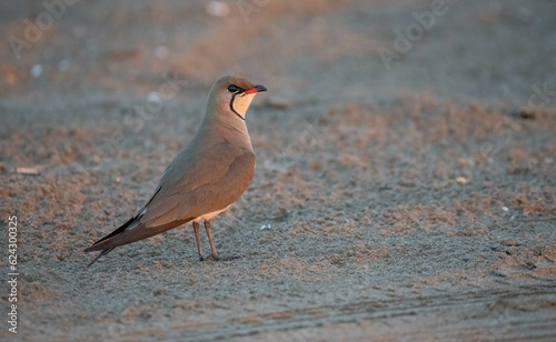 Collared Pratincole in the wild beach

