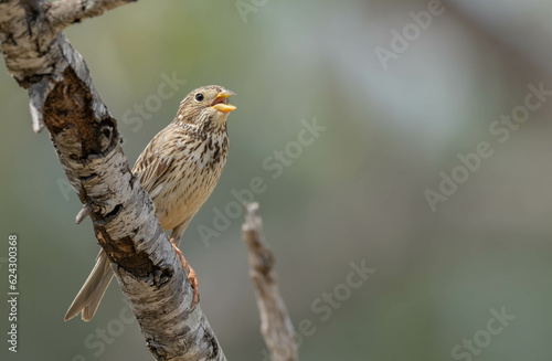 Corn bunting singing in the branch