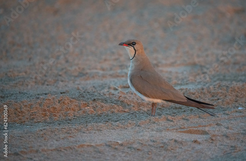 Collared Pratincole in the wild beach

