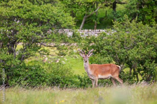 A wild red deer in Isle of Islay, Scotland.