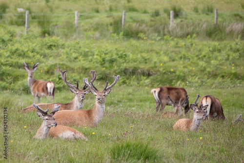 A herd of wild Red deer in Isle of Jura, Scotland.