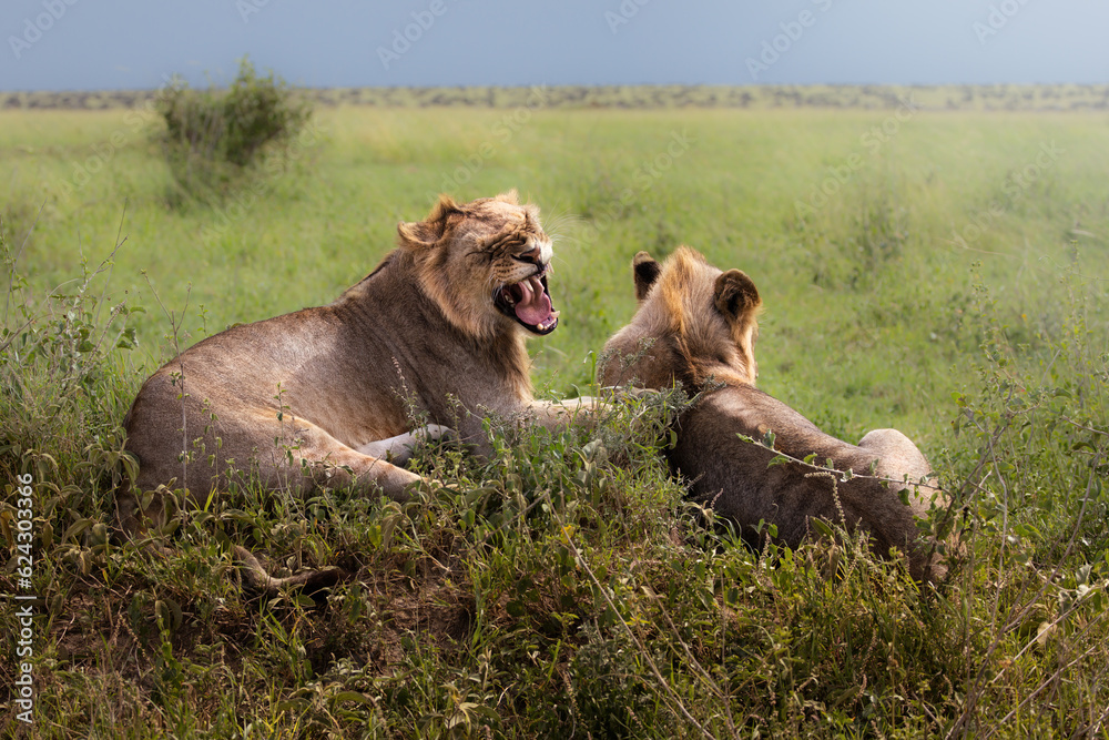 Two wild majestic male juvenile lions with mane, simba, in the savannah in the Serengeti National Park, Tanzania, Africa Two wild majestic male juvenile lions with mane, simba, in the savannah in the Serengeti National Park, Tanzania, Africa