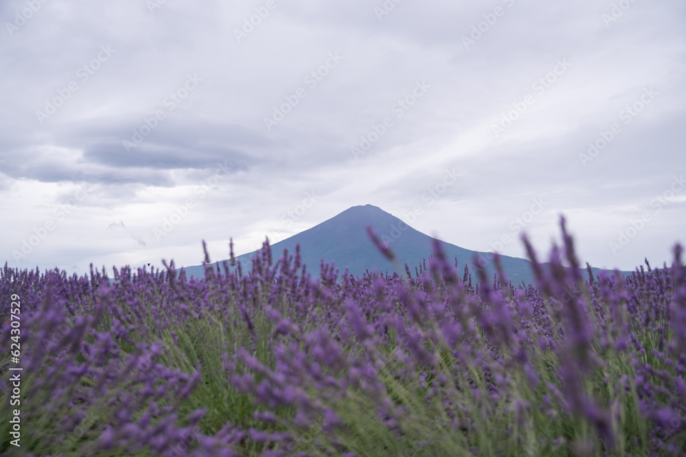 Fototapeta premium 夏の富士山とラベンダー畑