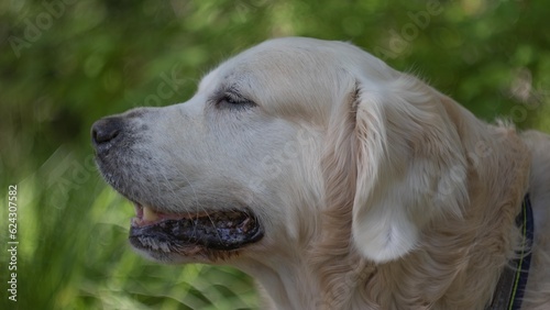 Golden retriever resting in a garden looking or waiting for someone