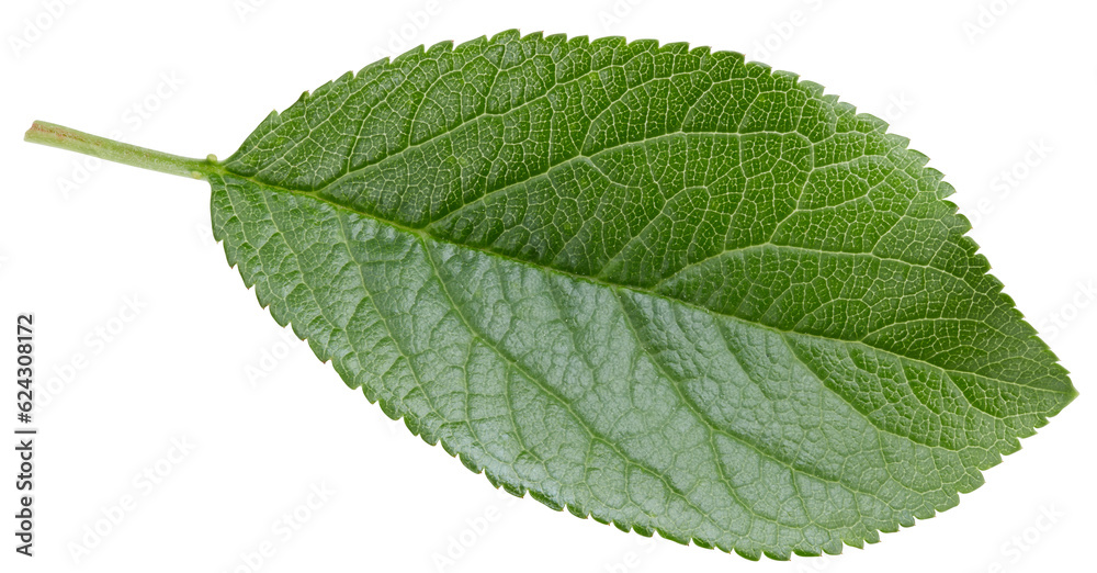 Plum leaves isolated on white Plum leaves isolated on white